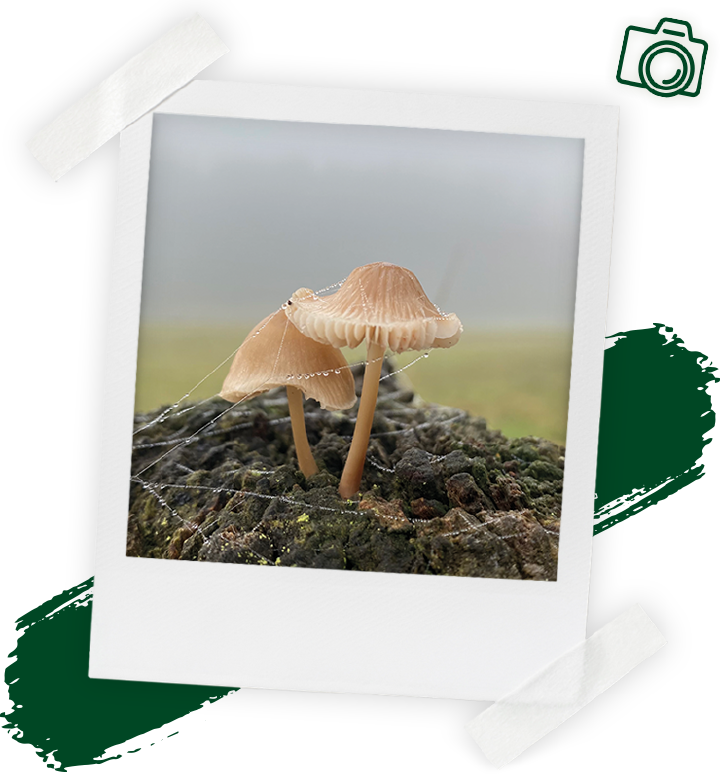 landflair fotowettbewerb Pilz 720x804